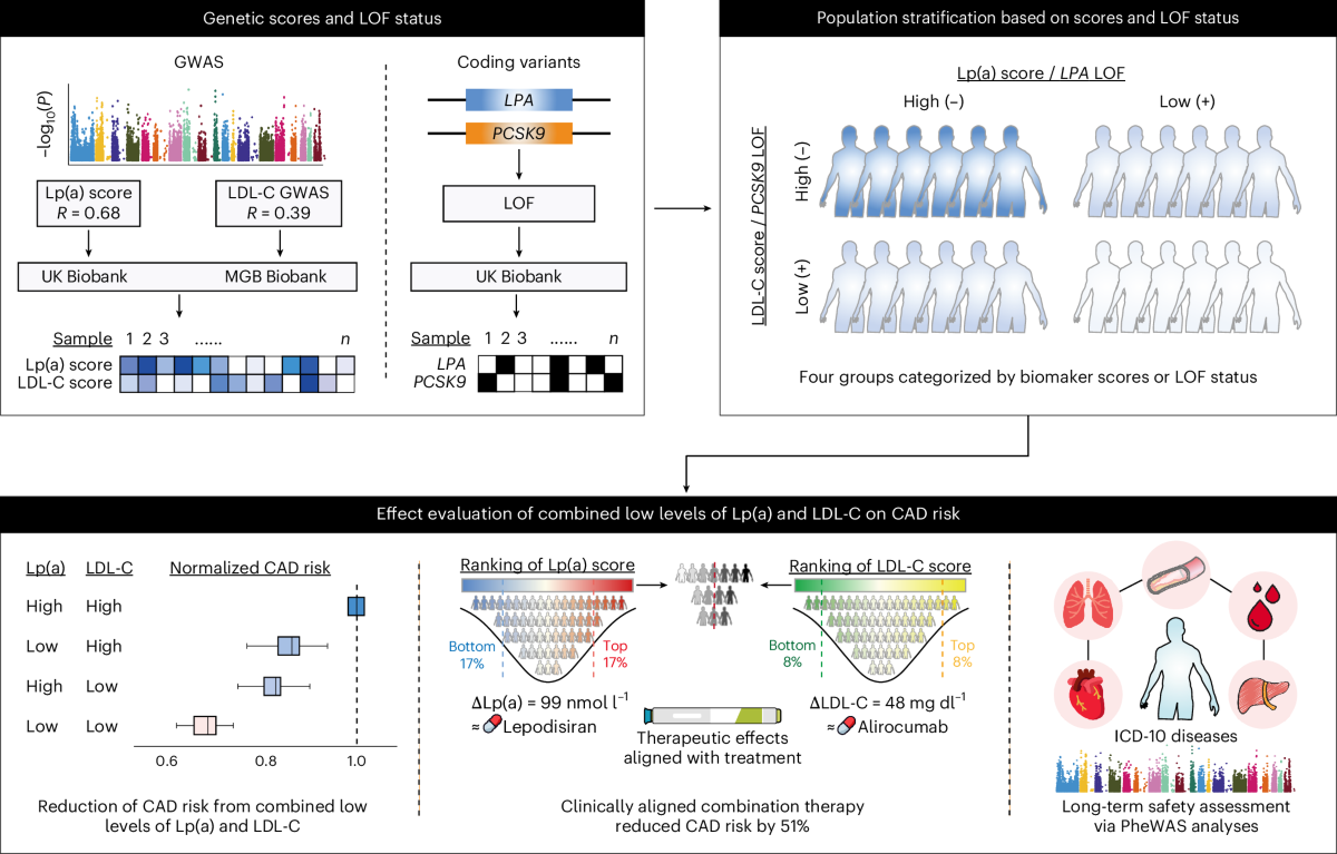 Study diagram comparing heart disease risk across four combinations of genetic scores for LDL cholesterol and lipoprotein(a).